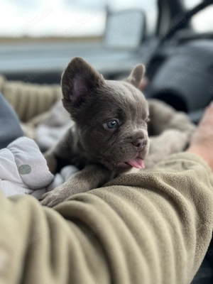 Französische Bulldoggen Welpen 