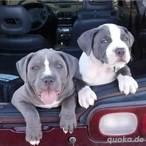 Reinrassige American Bulldog Welpen zu verkaufen,