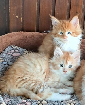 Maine koon kitten reinrassig