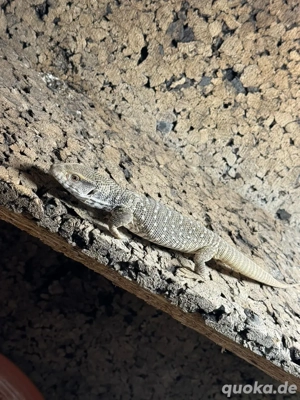Steppenwaran(Varanus exanthematicus)0.1