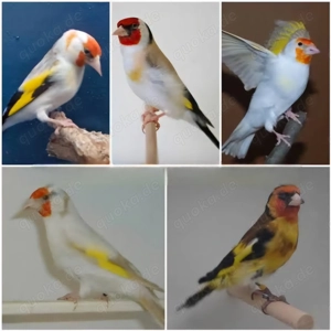 Suche nach einem weiblichen Stieglitz 