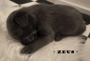 Welpen warten auf ihr Für-immer-Zuhause!  (verschiedene Färbungen)