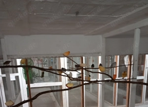 Zuchtaufgabe der Vogelzucht