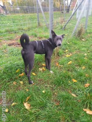labrador-Italienischerwindspiel DECKRÜDE kein verkauf !