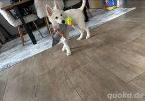 schäferhündin 15 wochen dringend  gegen kleine schutzgebühr 