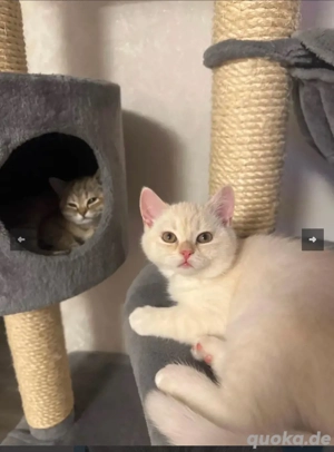 zum Verkaufen drei süsse BKH Kitten Bild 3