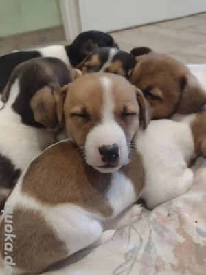 Jack Russell Terrier Welpen 