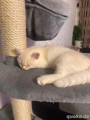 zum Verkaufen drei süsse BKH Kitten Bild 2