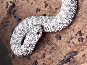 Hakennasennattern , Moondust , Arctic Lavender , Yeti