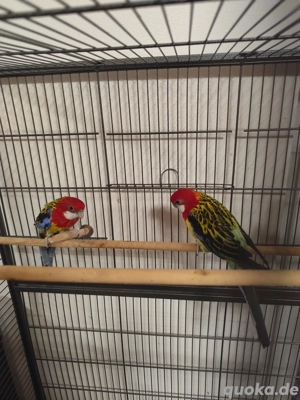2 Prachtrosella   Rosellasittich abzugeben inkl. Käfig & Zubehör