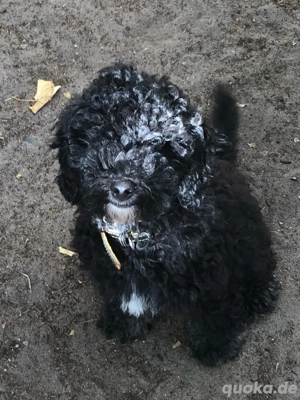 reinrassiger Zwergpudel abgabebereit