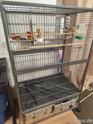 Prachtrosella Rosellasittich Wellensittich inkl. Käfig und Zubehör 