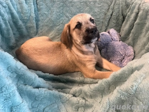 Wunderschöne Cane Corso Mix Welpen zu verkaufen noch 1 Rüde frei in Formentino