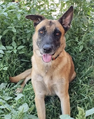 JOHNY, total anhänglich, lieb, gehorsam und gelehrig