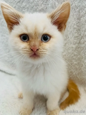 BKH Britisch Kurzhaar Kitten sucht liebevolles Zuhause! 