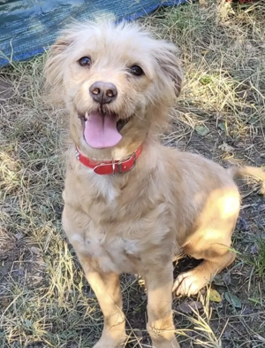 FIGARO, lustig,fröhlich und mit allen freundlich