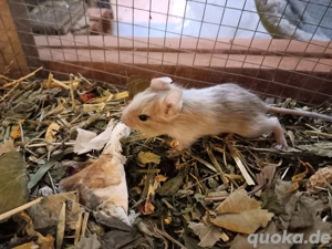 Degu Babys Cremeschecke, Agouti