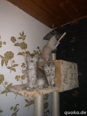 Maine Coon Baby Katzen suchen ein liebesvolles Zuhause