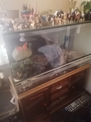 Dringend 2 Terrarien inkl. 2 kornattern abzugeben 