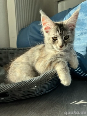 Maine Coon Reinrassig Abgabebereit!!!