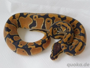 (0.1) Königspython Jungtier abzugeben! Special het. Clown