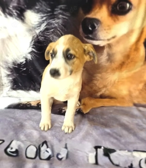 Lilly sucht ein Zuhause