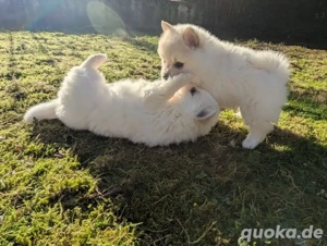 Reinrassigen Pomeranian-Spitz-Welpen