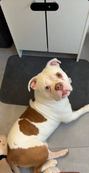 2 Jahre alter old english bulldog rüde 