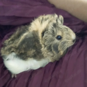 Junge niedliche Meerschweinchen männlich weiblich