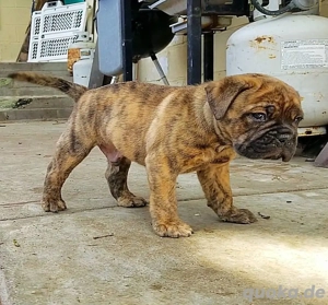 Bulldoggen-Rüden und -Hündinnen verfügbar.  4917668441254