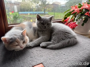 Reinrassiges BKH Kitten Mädel, Glückskatze, ab 14.11. Bild 2