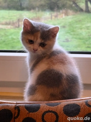 Reinrassiges BKH Kitten Mädel, Glückskatze, ab 14.11.