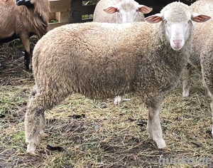 Fleischschaf  Mf Lammböcke ca.45 KG   