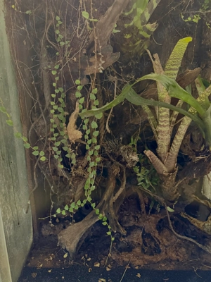 Dendrobaten Terrarium, 60x45x100cm mit 4 JUNGFERNGECKO s Lepidodactylus Lugubris