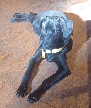 Scorpius, a.d.Tierschutz, sucht liebes Happy-Home 