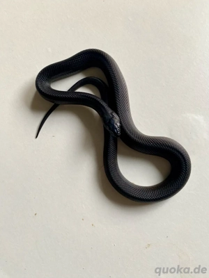 1.3 Pituophis melanoleucus lodingi NZ 2025, schwarze Kiefernatter Bild 7 1.3 Pituophis melanoleucus lodingi NZ 2025, schwarze Kiefernatter Bild 7