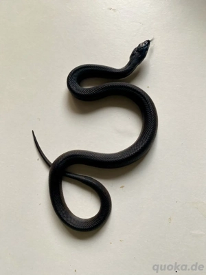 1.3 Pituophis melanoleucus lodingi NZ 2025, schwarze Kiefernatter Bild 6 1.3 Pituophis melanoleucus lodingi NZ 2025, schwarze Kiefernatter Bild 6