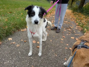 Jacky sucht ihr Zuhause