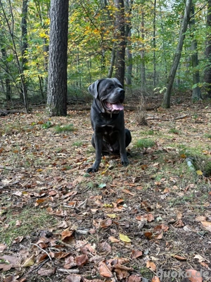 cane corso rüde 