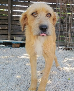 Sid, geb. ca. 08 2022 , lebt in GRIECHENLAND, auf einer privaten Pflegestelle  Bild 2