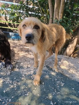 Sid, geb. ca. 08 2022 , lebt in GRIECHENLAND, auf einer privaten Pflegestelle  Bild 5