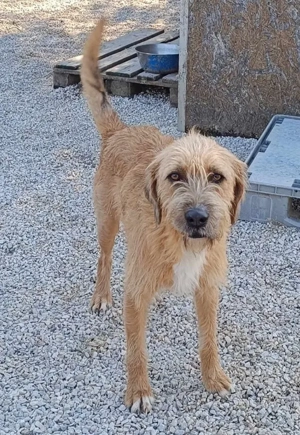 Sid, geb. ca. 08 2022 , lebt in GRIECHENLAND, auf einer privaten Pflegestelle  Bild 6