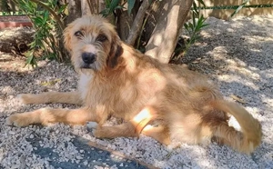 Sid, geb. ca. 08 2022 , lebt in GRIECHENLAND, auf einer privaten Pflegestelle  Bild 8