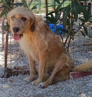 Sid, geb. ca. 08 2022 , lebt in GRIECHENLAND, auf einer privaten Pflegestelle  Bild 9