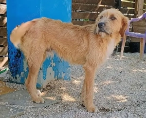 Sid, geb. ca. 08 2022 , lebt in GRIECHENLAND, auf einer privaten Pflegestelle  Bild 10