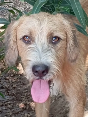 Sid, geb. ca. 08 2022 , lebt in GRIECHENLAND, auf einer privaten Pflegestelle  Bild 3