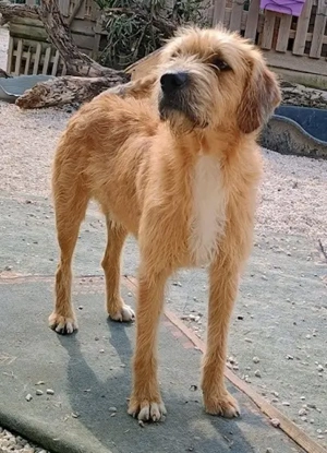 Sid, geb. ca. 08 2022 , lebt in GRIECHENLAND, auf einer privaten Pflegestelle  Bild 7