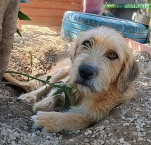 Sid, geb. ca. 08 2022 , lebt in GRIECHENLAND, auf einer privaten Pflegestelle  Bild 4