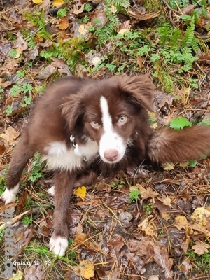 7 monate alter rüde sucht ein zu hause 