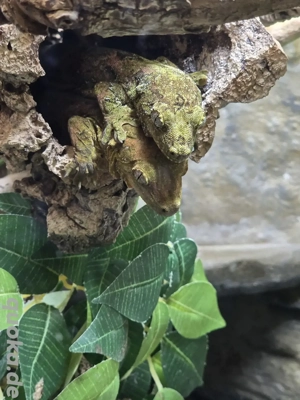 M. Chahaua Nachzuchten  Pine Island 0.0.2